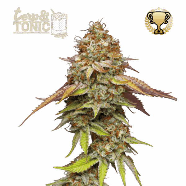 terp tonic fem
