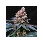 th seeds black apple hitchcock
