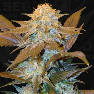 T.H. Seeds Critical HOG