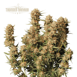 thunder banana auto