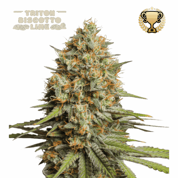 trition biscotto lime auto