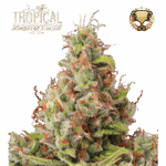 tropical zmoothie auto