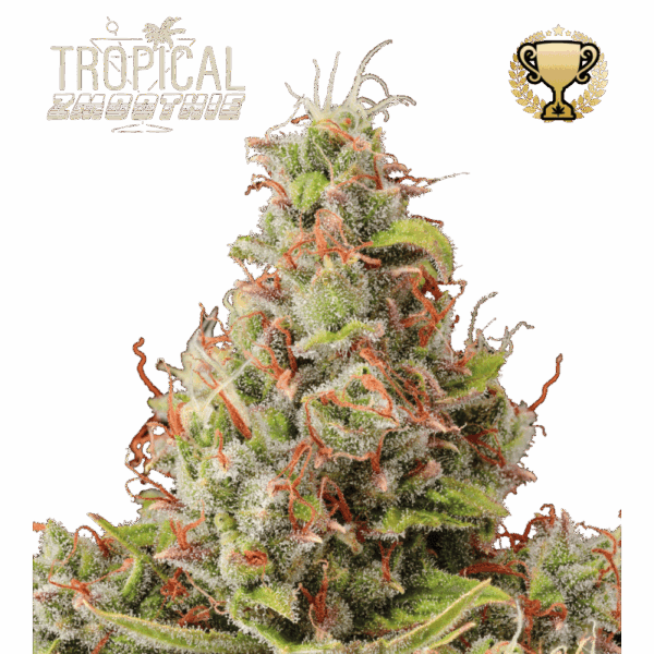 tropical zmoothie auto
