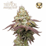 tropical zmoothie fem