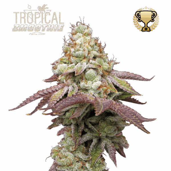 tropical zmoothie fem