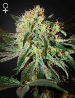 Green House Seeds Damn Sour