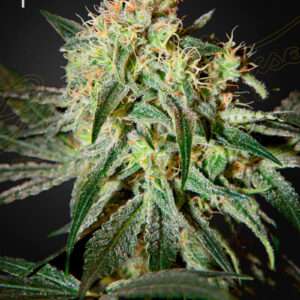 Green House Seeds Damn Sour
