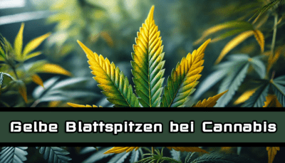 Cannabis gelbe Blattspitzen