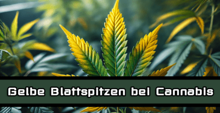 Cannabis gelbe Blattspitzen