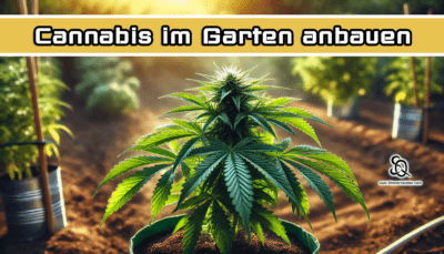 Cannabis im Garten anbauen