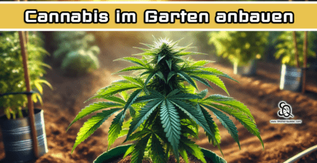 Cannabis im Garten anbauen