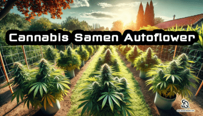 Cannabis Samen Autoflower