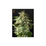 green house seeds afgooey 5 stk feminisiert