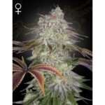 green house seeds alienz 5 stk feminisiert