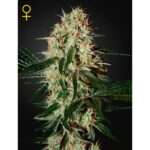 green house seeds arjans haze 3 5 stk feminisiert
