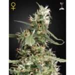 green house seeds arjans ultra haze 1 5 stk feminisiert