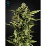 green house seeds auto bomb 5 stk feminisiert