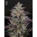 green house seeds banana krumble 5 stk feminisiert