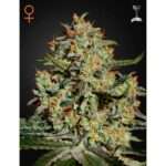 green house seeds big bang 5 stk feminisiert
