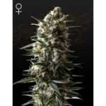 green house seeds bubba slush 5 stk feminisiert