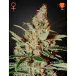 green house seeds chemdog 5 stk feminisiert