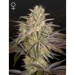 green house seeds cloud walker 5 stk feminisiert