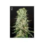 green house seeds damnesia 5 stk feminisiert