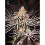 green house seeds dark phoenix 5 stk feminisiert