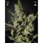 green house seeds exodus cheese 5 stk feminisiert