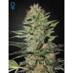 green house seeds exodus cheese auto 5 stk feminisiert