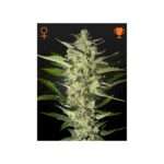 green house seeds flowerbomb kush 5 stk feminisiert