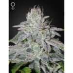 green house seeds francos lemon cheese 5 stk feminisiert