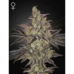green house seeds frosted guava auto