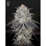 green house seeds fullgas