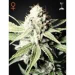 green house seeds great white shark 5 stk feminisiert