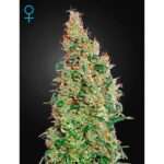 green house seeds green o matic auto 5 stk feminisiert