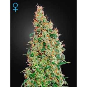 green house seeds green o matic auto 5 stk feminisiert