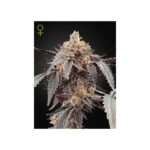green house seeds guava x gelato 41 auto 5 stk feminisiert