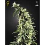 green house seeds hawaiian snow 5 stk feminisiert
