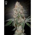 green house seeds highcloudz 5 stk feminisiert