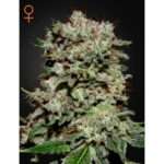 green house seeds kalashnikova 5 stk feminisiert