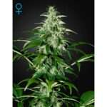 green house seeds kalashnikova auto 5 stk feminisiert