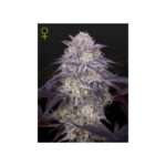 green house seeds kings juice auto 5 stk feminisiert