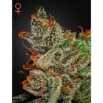 green house seeds kings kush 5 stk feminisiert