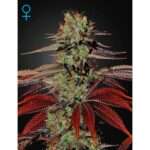 green house seeds kings kush auto 5 stk feminisiert