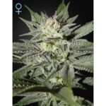 green house seeds kings kush cbd 5 stk feminisiert