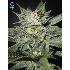 Green House Seeds King's Kush CBD