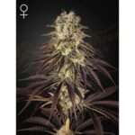 green house seeds kongs krush 5 stk feminisiert