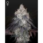 green house seeds lemon orange 5 stk feminisiert