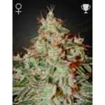green house seeds lemon skunk 5 stk feminisiert